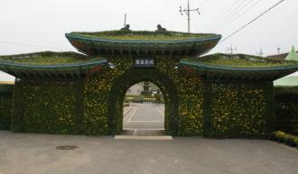 氣찬월출산국화축제